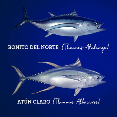 Diferencias entre bonito del norte y atún