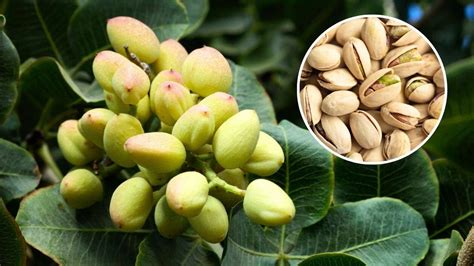 Árbol de pistacho (alfóncigo) con frutos