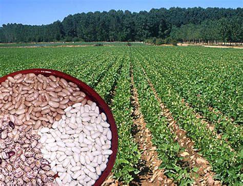 Campos de cultivo de legumbres en Castilla y León