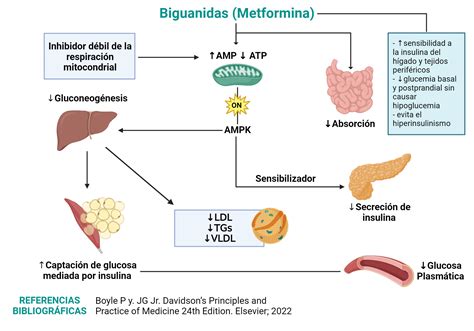 Infografía: Mecanismo de acción de la metformina en el cuerpo