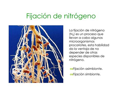 Esquema de la fijación de nitrógeno en las raíces de las legumbres
