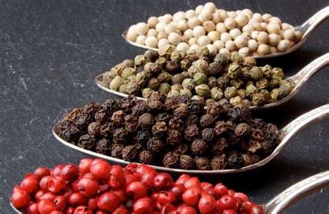 Ilustración comparativa de granos de pimienta verde, negra, roja y blanca