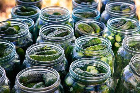 Pepinillos fermentando en frascos de vidrio