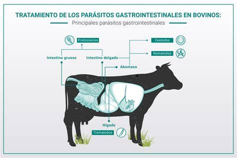 Diagrama mostrando los diferentes tipos de parásitos que IVOMEC® trata en bovinos