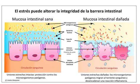 Comparativa de un intestino sano versus un intestino con permeabilidad aumentada.