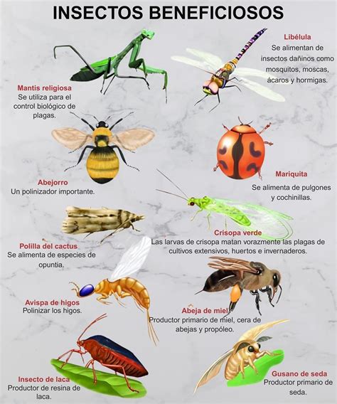 Insectos beneficiosos para el control de plagas