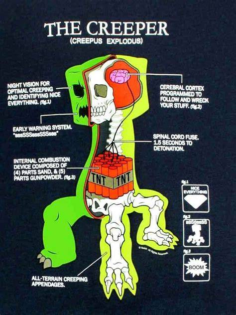Anatomía y características del Creeper