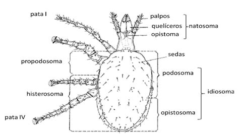 Morfología de un ácaro