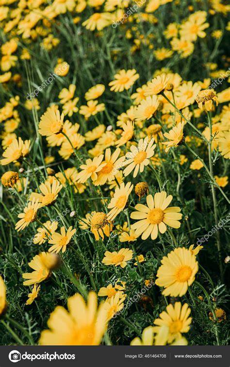 Campo de coliflores amarillas