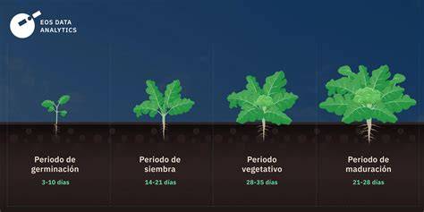 Esquema del ciclo de cultivo de la coliflor