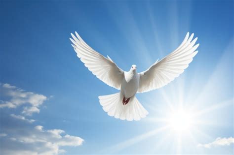 Paloma blanca volando hacia el cielo