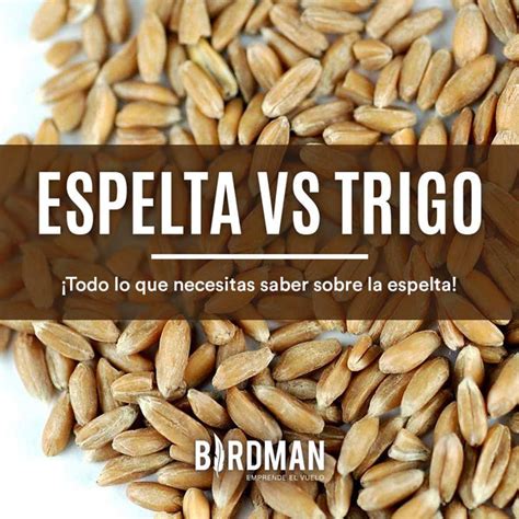 Espelta y sus granos