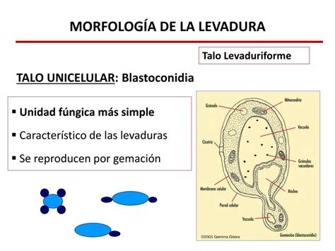 Morfología y reproducción de las levaduras
