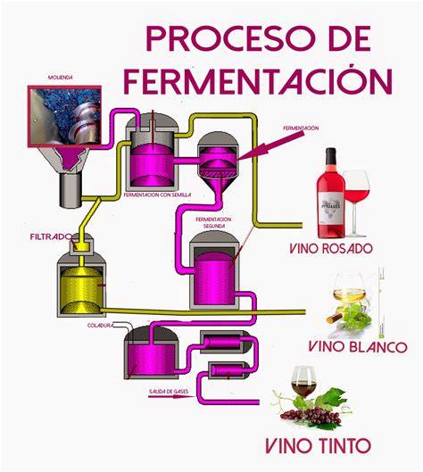 Proceso de fermentación del vino