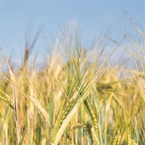 Campo de farro en el Mediterráneo