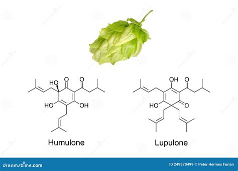 Composición química del lúpulo