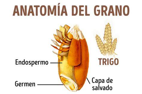 Partes del grano de trigo: salvado, germen y endospermo