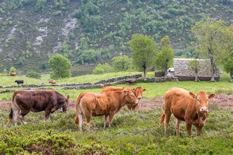 Vacas pastando en los valles de Cantabria