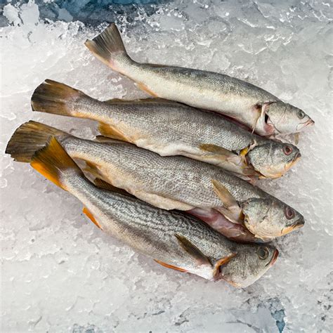 Corvina entera fresca