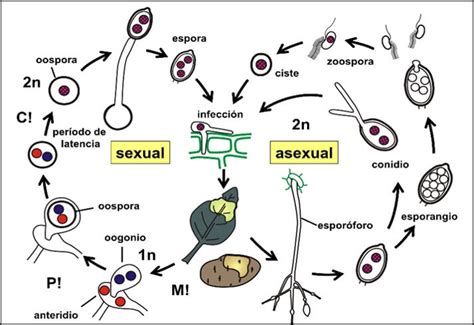 Ciclo de vida de Phytophthora infestans