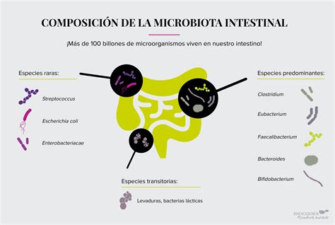 Ilustración de las bacterias principales de la microbiota intestinal