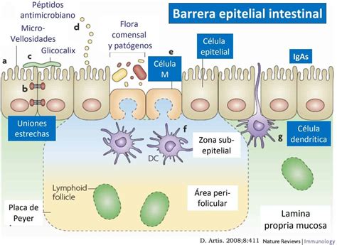 Diagrama de la barrera intestinal y sus componentes