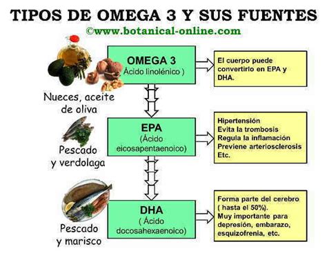 Tipos de ácidos grasos omega-3 y sus fuentes