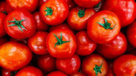 Tomates maduros de temporada