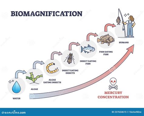 Cadena de biomagnificación del mercurio en el ecosistema marino