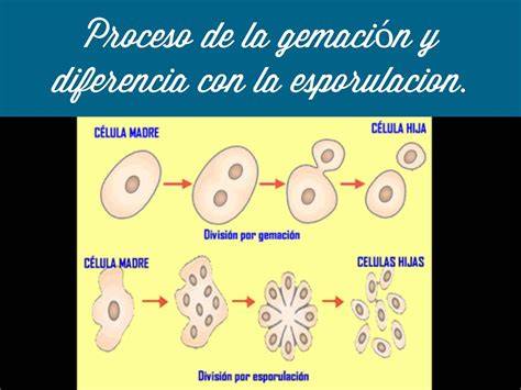 Diagrama del proceso de gemación en levaduras