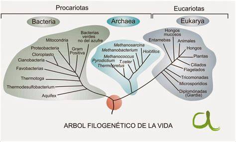 Árbol filogenético simplificado mostrando la domesticación de levaduras