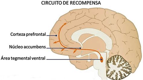 Cerebro humano resaltando el sistema de recompensa