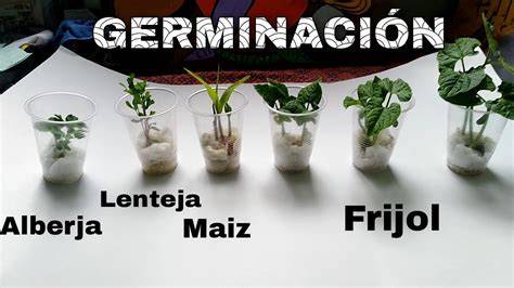 Esquema de un experimento de germinación de lentejas en un vaso con algodón