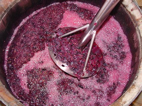 Bacterias lácticas en el vino
