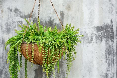 Ejemplos de plantas ideales para macetas colgantes