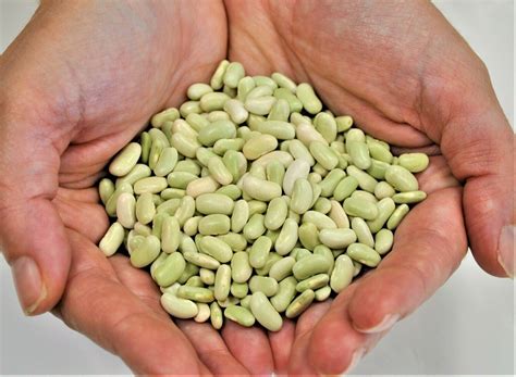 Planta de alubia verdina en proceso de secado