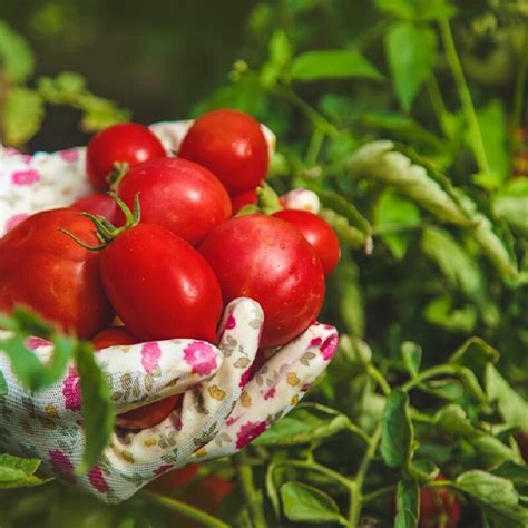 Tomates Honey Moon de color rosa intenso