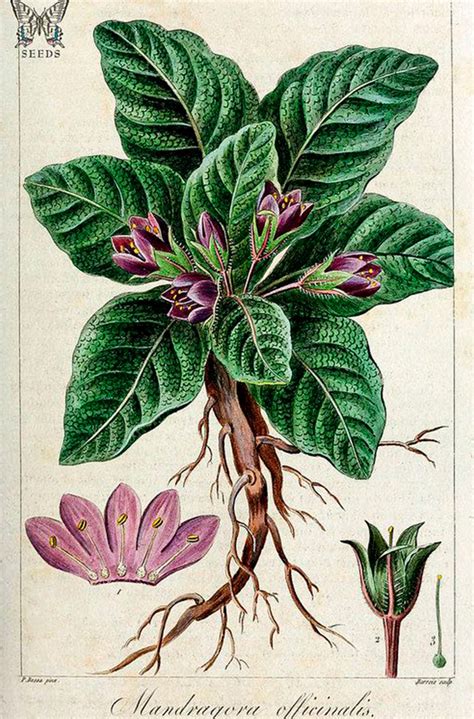 Ilustración antigua de berenjena y mandrágora, mostrando similitudes morfológicas