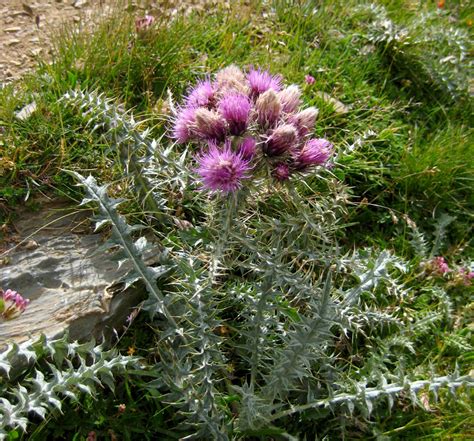 Planta de cardo mariano con flores moradas y hojas con estrías blancas