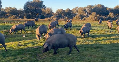 Cerdo ibérico en libertad en la dehesa