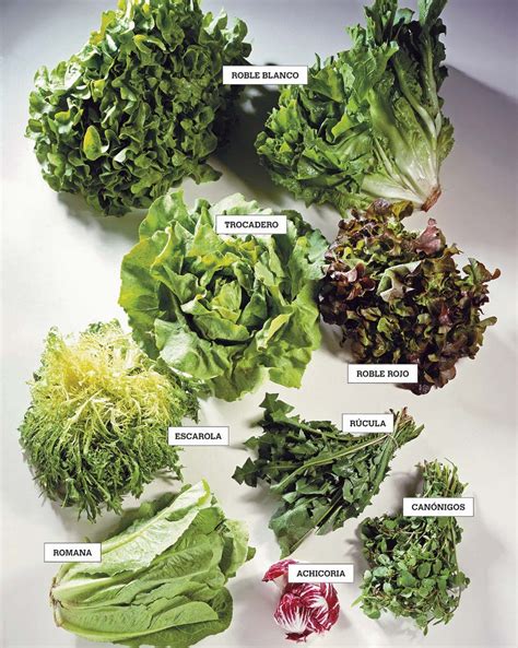 Variedad de lechugas y brotes frescos