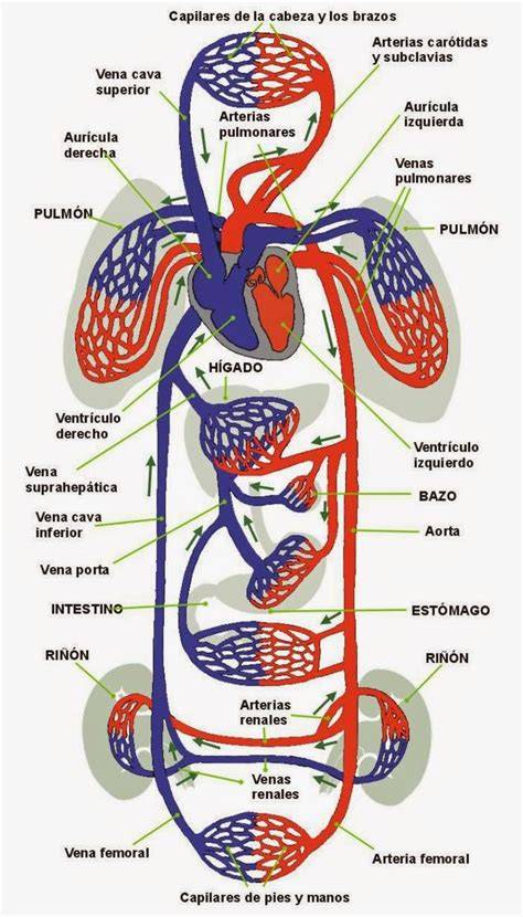 Esquema del sistema cardiovascular afectado por el café