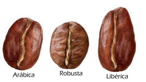 Tipos de granos de café: Arábica y Robusta