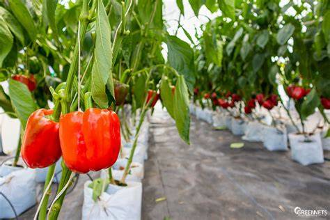 Cultivo de pimientos en diferentes entornos