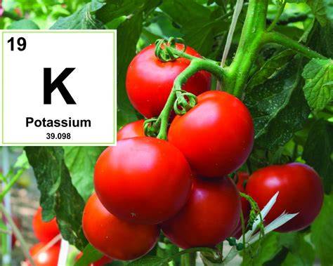Importancia del potasio en la planta de pimiento