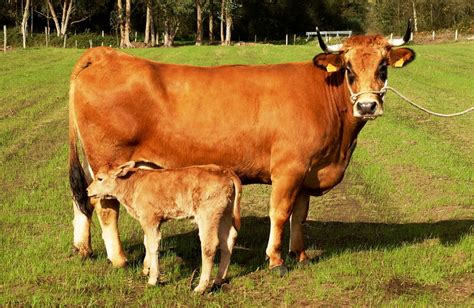 Vacas de raza Asturiana de los Valles pastando en un prado verde