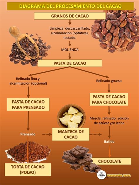Ilustración de un grano de cacao y su transformación en chocolate