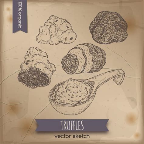ilustración de trufas negras y blancas