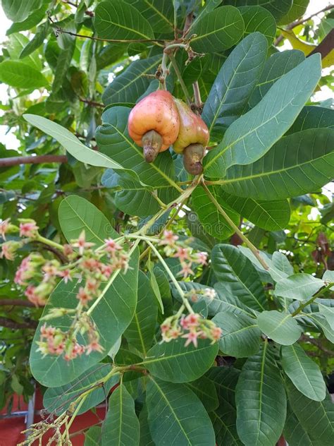 Árbol de anacardo con sus frutos
