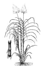 Ilustración de la planta de caña de azúcar (Saccharum officinarum)